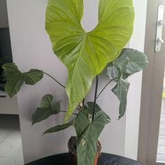 Anthurium Balaoanum Plant