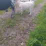 Cows Image 7