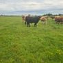 Bullocks Image 6
