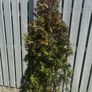 3 White Cedar Trees (No Pots) Image 2