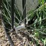 Vintage Fixed Gear Bike (repairs required) Image 5