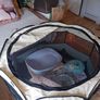 kitten start kit Image 5