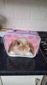 Lunch bag
