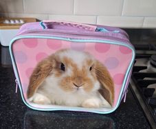 Lunch bag