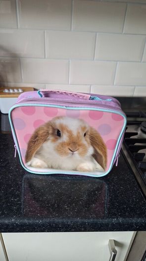 Lunch bag