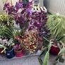 11 healthy Plants, Lucan Image 2