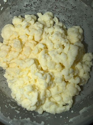 Milk kefir grains (15 grams)