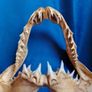 Can post Mako Shark jaw taxidermy Image 6