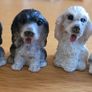 Collectible miniature animals - dogs and cats Image 3
