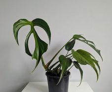 Monstera Burle Marxx flame Plant