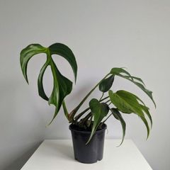 Monstera Burle Marxx flame Plant