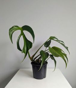 Monstera Burle Marxx flame Plant