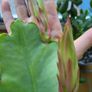 Beautiful Epiphyllum  rare cactus. Plant or cuttings. Image 6