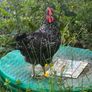 roosters Image 3