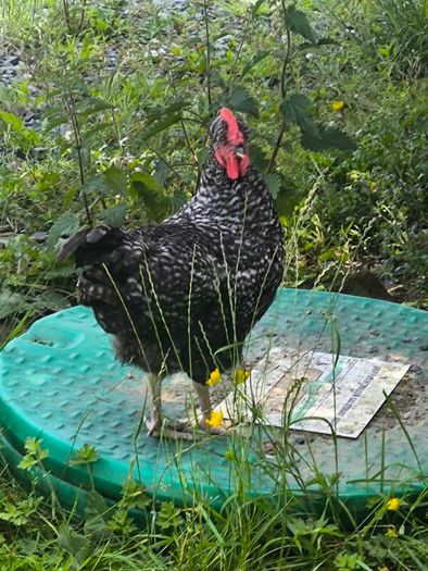 roosters