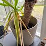 Free to take! Indoor Green Plants (in pots) Image 8