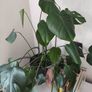 Large monstera + pot Image 3