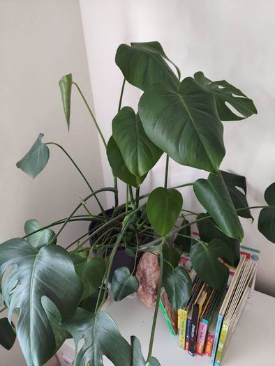 Large monstera + pot