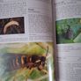 The Organic Handbook 2 / Pests / How to Control them on fruit & vegetables / 2000 Image 8