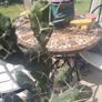 Cactus plant Decorative Image 5