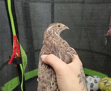 quail