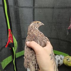 quail