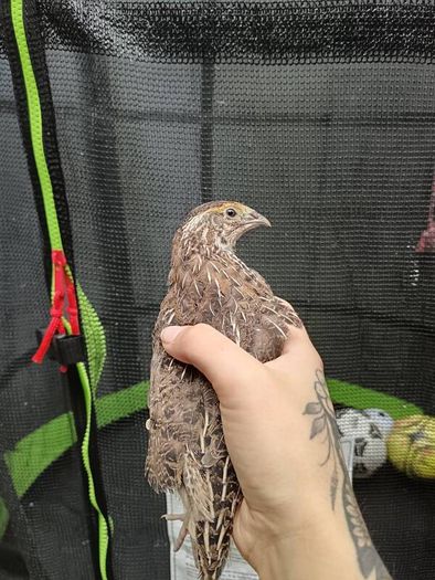 quail