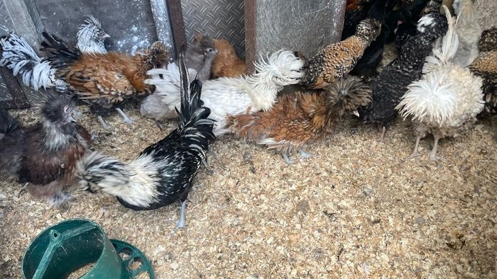 polish roosters