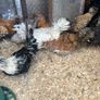 polish roosters Image 4