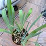 garden plants Image 2