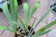 garden plants