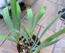 garden plants