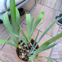 garden plants