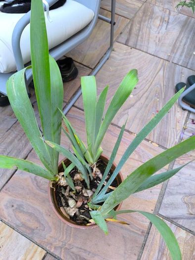 garden plants