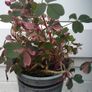 Rare Oxalis Image 2