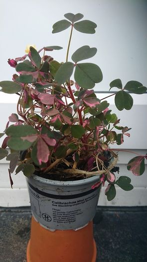Rare Oxalis