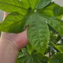 Large Fatsia Japonica Image 2
