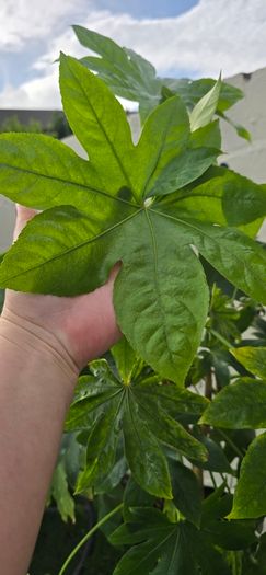 Large Fatsia Japonica