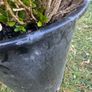 plant Image 6