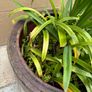 Large Vintage Glazed Chinese Pottery Planter Image 2