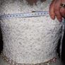 Ivory bridal Image 10