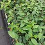 Portuguese Laurel Image 8