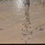 Francesco Tammaro, Oil painting Image 3