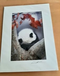 Panda pro photography