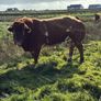 5 BB Bull Image 4