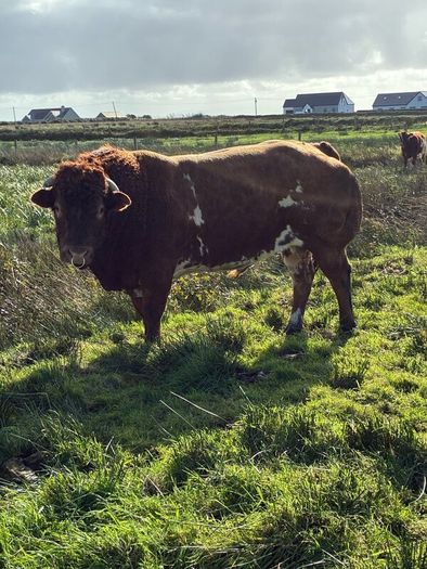 5 BB Bull