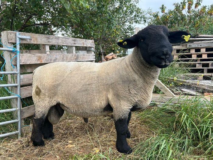 suffolk ram