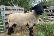 suffolk ram