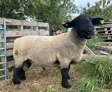 suffolk ram