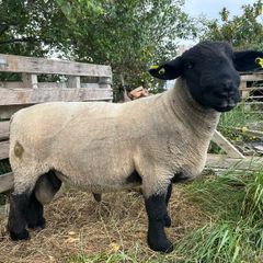 suffolk ram